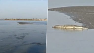 Crocodile in Bihar: छठ पूजे दरम्यान मोठं संकट, डुमरिया घाटात मगरीचा वावर, परिसरात भितीचे वातावरण