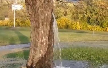 Water Flows Out of 150-Year-Old Mulberry Tree: मॉन्टेनेग्रोमधील डिनोसा येथील 150 वर्ष जुन्या तुतीच्या झाडातून वाहते पाणी, काय आहे कारण? जाणून घ्या