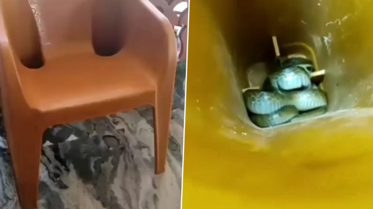 Snake In Chair: बापरे बाप!...खूर्चीत बसला साप; व्हायरल व्हिडिओ पाहून व्हाल अवाक, Watch