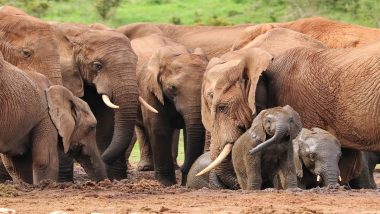 Elephants Incident News: झारखंडमध्ये विद्युत धक्याने दोन पिलांसह पाच हत्तींचा मृत्यू