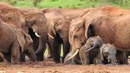 Zimbabwe to Cull 200 Elephants: झिम्बाब्वेमध्ये भीषण दुष्काळ; जनतेला खायला मांस देण्यासाठी 200 हत्तींना मारले जाणार