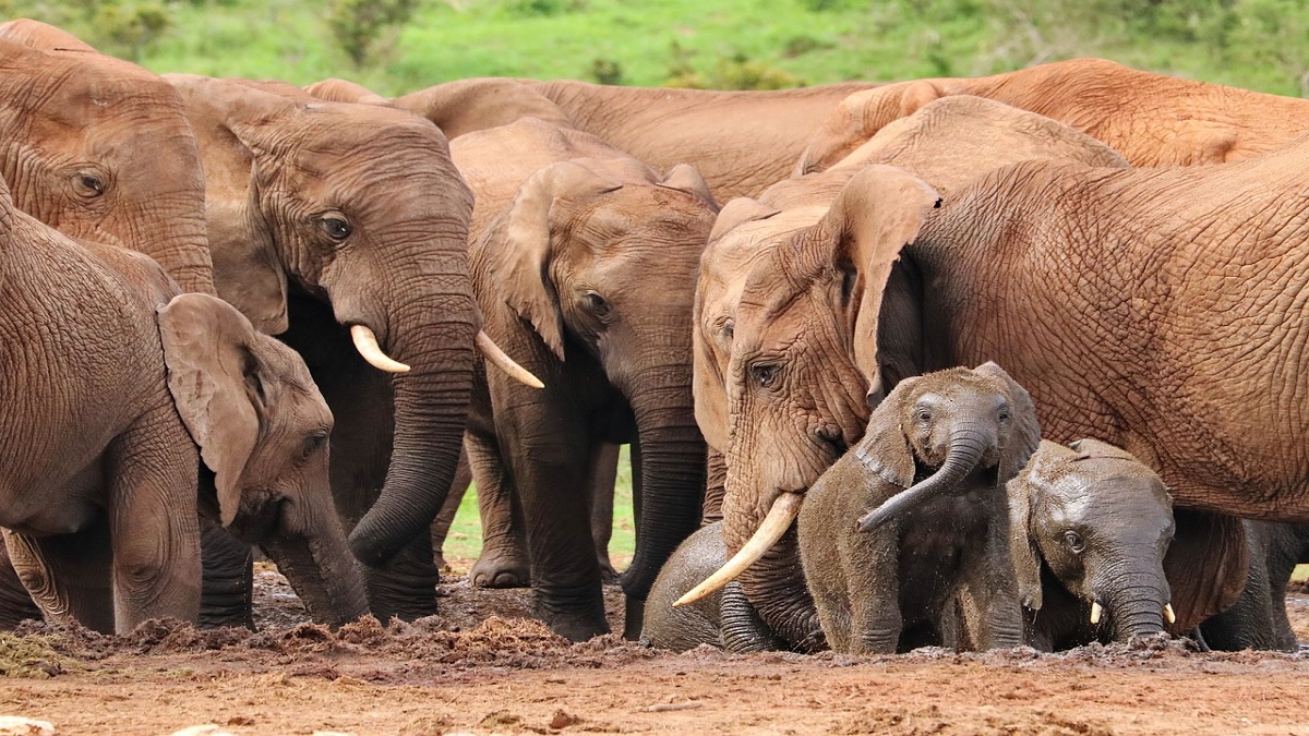 Zimbabwe to Cull 200 Elephants: झिम्बाब्वेमध्ये भीषण दुष्काळ; 200 हत्तींना मारून जनतेला खायला दिले जाणार मांस