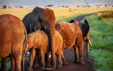 Elephants Dies Hit By Train: ट्रेनच्या धडकेत तीन हत्तींचा मृत्यू, पश्चिम बंगाल राज्यातील घटना