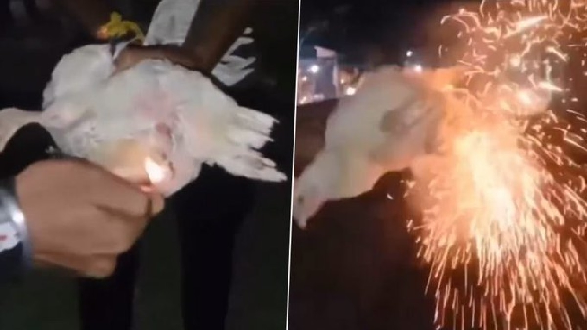 Firecracker In Hen’s Private Part: कोंबडीच्या गुप्तांगात फटाका फोडला, आसाम राज्यातील नागाव जिल्ह्यातील क्रुर घटना