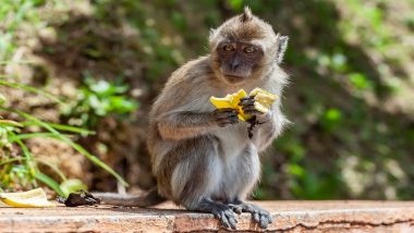 Monkey Attack: माकडाचा हल्ला, आतडी फाटल्याने मुलाचा मृत्यू; परिसरात खळबळ