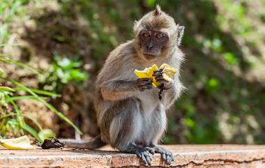 Monkey Attack foiled with Help Of Alexa:  कुत्र्याच्या आवजाची व्हॉईस कमांड देत घरात किशोरवयीन मुलीने चिमुकलीला वाचवलं माकड्यांच्या हल्ल्यामधून!