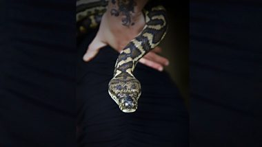 Snake Kills Wife And Daughter: विषारी सापाचा वापर करुन पत्नी आणि मुलीची हत्या, आरोपीला अटक