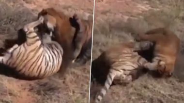 Viral Video: ताडोबा-अंधारी व्याघ्रप्रकल्पात भिडले दोन वाघ; पहा त्यांच्या झुंजीचा व्हिडिओ
