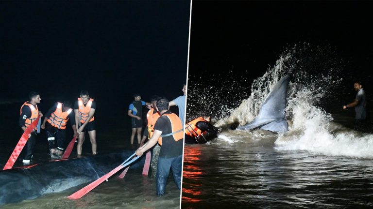 Ganpatipule Whale Rescue Operation: गणपतीपुळे समुद्र किनारी आलेला व्हेल मासा पुन्हा सुरक्षित पाण्यात सोडण्याचे प्रयत्न सफल;  यशस्वी 'व्हेल रेस्क्यु ऑपरेशन' ची देशातील पहिलीच घटना