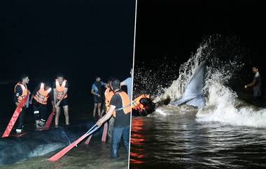 Ganpatipule Whale Rescue Operation: गणपतीपुळे समुद्र किनारी आलेला व्हेल मासा पुन्हा सुरक्षित पाण्यात सोडण्याचे प्रयत्न सफल;  यशस्वी 'व्हेल रेस्क्यु ऑपरेशन' ची देशातील पहिलीच घटना