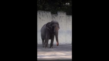 World’s Saddest Elephant Dies: जगातील सर्वात दु:खी हत्तीचा फिलीपिन्समधील मनिला प्राणीसंग्रहालयात मृत्यू