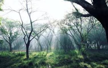 Aarey Forest मध्ये वनविभाग वाहनचालकांना 'ग्रीन टोल' आकारण्याच्या विचारात