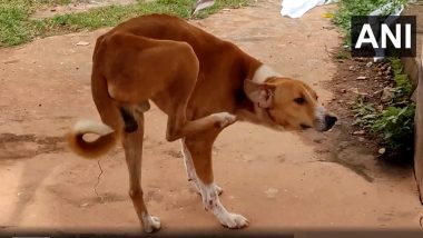 Faithful Dog Video: मालकाचा मृत्यू, कुत्रा मात्र चार महिन्यांपासून शवागराबाहेर पाहतोय वाट; हृदयस्पर्शी व्हिडिओ व्हायरल