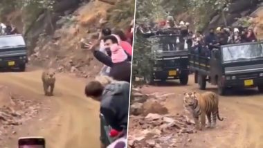 Tiger Video: जंगल सफारीदरम्यान फिरताना दिसला वाघ, लोकांनी मध्येच वाहने थांबवली