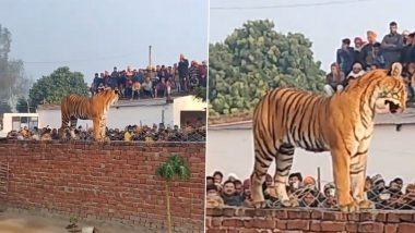 Tiger Spotted Standing on Wall in UP Video: पिलीभीती येथे जंगली वाघाचा निवासी वस्तीत फेरफटका, नागरिकामध्ये घबराट