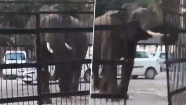 Viral Video: जंगली हत्ती कोर्टात घुसला, नागरिकांमध्ये घबराट, उत्तराखंड येथील व्हिडिओ व्हायरल