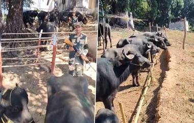 Cattle Smuggling In Meghalaya: बांगलादेशात तस्करी करत असलेल्या 47 गुरांची सुटका, बीएसएफने केला पदार्फाश