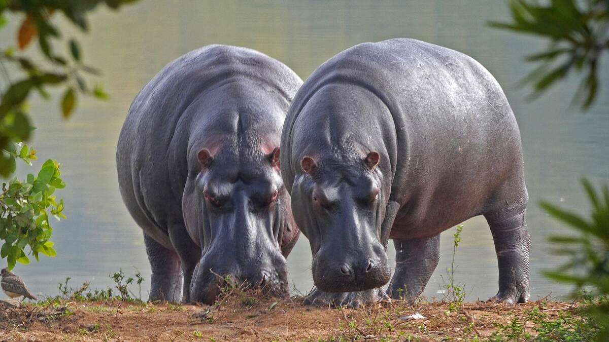 Hippopotamus Attack On Employee Of Lucknow Zoo: लखनौ प्राणीसंग्रहालयाच्या पाणघोड्यांचा सफाई कर्मचाऱ्यावर हल्ला; तरुणाचा मृत्यू
