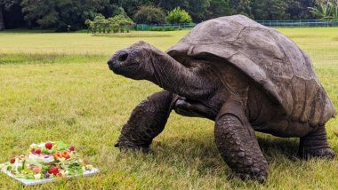World's Oldest Land Animal: जगातील सर्वात जुना जिवंत प्राणी 'जोनाथन कासव' साजरा करत आहे आपला 191 वा वाढदिवस; 1832 मध्ये झाला होता जन्म