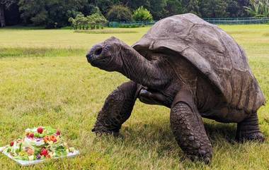 World's Oldest Land Animal: जगातील सर्वात जुना जिवंत प्राणी 'जोनाथन कासव' साजरा करत आहे आपला 191 वा वाढदिवस; 1832 मध्ये झाला होता जन्म