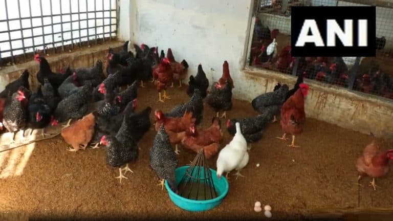 Chabro Chicken Breed: चाब्रो चिकन, देसी कोंबडीची नवी प्रजात