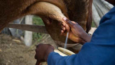 Subsidy For Milk-Producing Farmers: दूध उत्पादकांसाठी खूशखबर! प्रति लिटर मागे मिळणार पाच रुपयांचे अनुदान