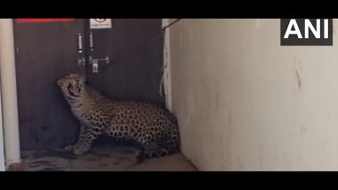 Leopard Entered a Hospital in Nandurbar: बिबट्याचा रुग्णालयात प्रवेश, रुग्णांसह डॉक्टर आणि नागरिकांची भीतने गाळण (Watch Video)