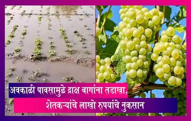 Maharashtra: अवकाळी पावसामुळे द्राक्षांच्या बागांचे नुकसान, शेतकऱ्यांचे लाखो रुपयांचे नुकसान