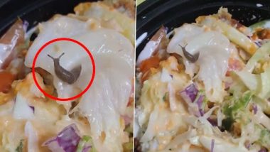 Live Snail in Salad: फूड डिलिव्हरी अॅप स्विगी द्वारे ऑर्डर केलेल्या सॅलडमध्ये आढळली जिवंत गोगलगाय; व्हिडिओ व्हायरल, कंपनीने दिली 'ही' प्रतिक्रिया (Watch)