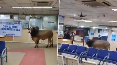Bull Entered In Bank: अब्बब! बँकेत घुसला बैल; व्हायरल व्हिडिओ पाहून नेटीझन्स म्हणाले, 'लग्नासाठी कर्ज घ्यायला आला' (Watch Video)