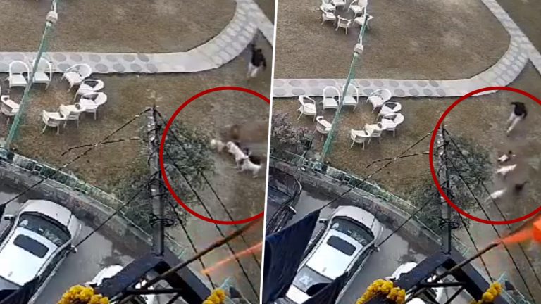 Dog Attacking 2 Year Old Video: गाझियाबादमध्ये भटक्या कुत्र्यांची दहशत कायम; गार्डनमध्ये खेळणाऱ्या अडीच वर्षाच्या मुलाचा 4 कुत्र्यांनी घेतला चावा, Watch Video