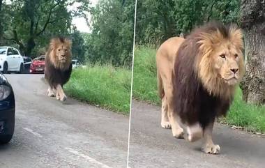 Viral Video: मॉर्निंग वॉकसाठी बब्बर सिंह आला रस्त्यावर, जंगलाच्या राजाचे वैभव पाहून लोक झाले थक्क