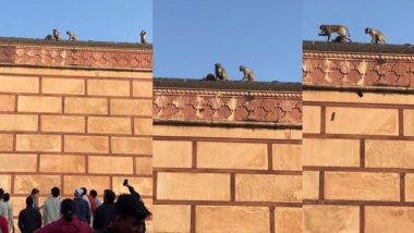 VIDEO- Monkey Steals iPhone: वृंदावनच्या मंदिरात माकडाने चोरला आयफोन, जाणून घ्या काय घडले पुढे (Watch)