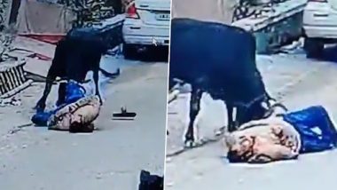 Bull Attack Video: भटक्या बैलाचा वृध्द व्यक्तीवर हल्ला, भीषण घटनेत पीडितेचा मृत्यू, व्हिडिओ व्हायरल