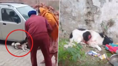 Animal Cruelty in Punjab: कारचे कव्हर फाडल्यावरुन कुत्र्याची भोसकून हत्या, पंजाबमधील घटना