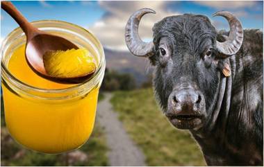 Fake Ghee From Animal Fat: जनावरांच्या चरबीपासून बनावट तूप निर्मिती, भिवंडी येथील बंद कत्तलखान्यातील कारखाना उद्ध्वस्त