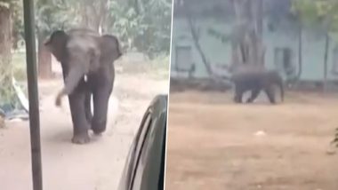 Odisha मध्ये बारीपाडा शहरात हत्तीचा धुडगुस; वनविभागाकडून हत्ती ला पकडण्याचे प्रयत्न सुरू