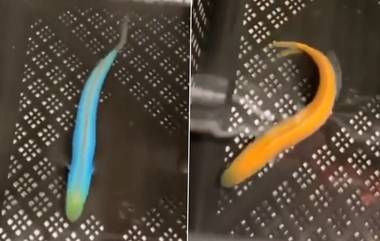 Tilefish Viral Video: सरड्याप्रमाणे रंग बदलणाऱ्या माशाचा व्हिडिओ व्हायरल, पहा