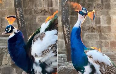 Peacock Breathing Fire: मोराचा तोंडातून निघाल्या ज्वाला, व्हिडिओ पाहून नेटीझन्स अवाक; Watch Viral Video