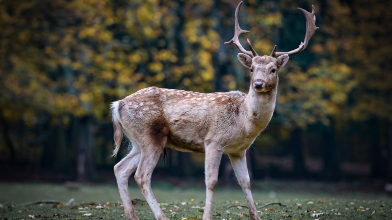 Zombie Deer Disease: कॅनडात प्राण्यांना होतोय 