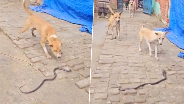 Dog And Snake Video: कुत्र्याचा आणि सापाचा संघर्ष, उत्तर प्रदेशातील घटना, Video व्हायरल