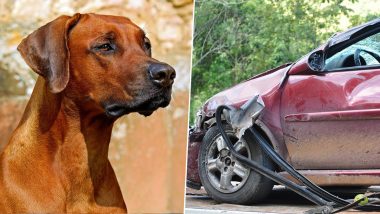 Gujarat Accident: कुत्र्याला वाचवण्याच्या प्रयत्नात अपघात, पत्नीचा मृत्यू, पतीने स्वत:विरुद्ध दाखल केला गुन्हा