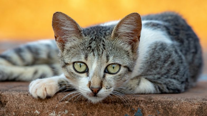 Cat Meat Used for Biryani in Chennai: धक्कादायक! बिर्याणीसाठी चक्क मांजरीच्या मांसाचा वापर?; व्हिडिओ व्हायरल होताच घटना उघडकीस