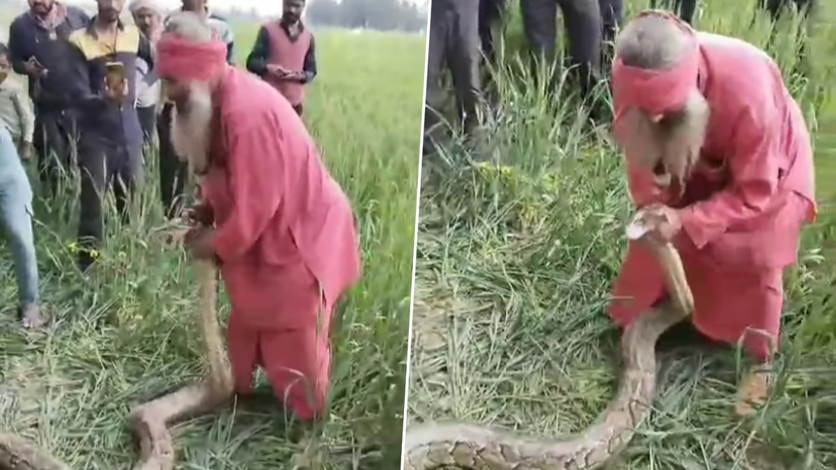 Viral Video: शेतात आला अजगर, वृद्धाने प्राण वाचवून सोडले जंगलात