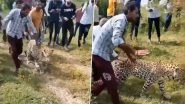 Viral Video: दारूच्या भट्टीत घुसून बिबट्याने पिली दारू, पुढे जे झाले ते पाहून बसेल धक्का