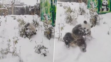 Panda Viral Video: पांडाचा बर्फात खेळतानाचा मोहक व्हिडीओ व्हायरल, पाहा
