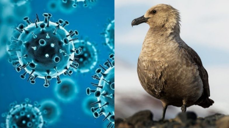 First Avian Bird Flu Case in Antarctica: अंटार्क्टिकामध्ये एव्हियन बर्ड फ्लूच्या  पहिल्या प्रकरणाची पुष्टी; शास्त्रज्ञांनी व्यक्त केली 'पर्यावरणीय आपत्ती'ची भीती