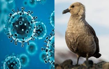 First Avian Bird Flu Case in Antarctica: अंटार्क्टिकामध्ये एव्हियन बर्ड फ्लूच्या  पहिल्या प्रकरणाची पुष्टी; शास्त्रज्ञांनी व्यक्त केली 'पर्यावरणीय आपत्ती'ची भीती