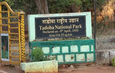 Tadoba Festival 2024: येत्या 1 ते 3 मार्च दरम्यान 'ताडोबा महोत्सवा'चे आयोजन; कवी संमेलन, ट्रेझर हंट स्पर्धा, नृत्य सादरीकरणासह अनेक सांस्कृतिक कार्यक्रमांचे आयोजन