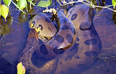 New Species of Anaconda: ग्रीन ॲनाकोंडा, ॲमेझॉनच्या जंगलात आढळली जगातील सर्वात मोठ्या सापाची प्रजाती